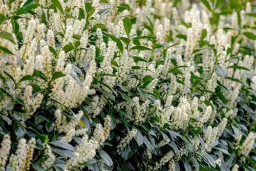 Вишневый лавр