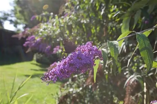 куст бабочки