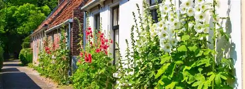 11 садовых растений, способных выдержать засуху и жаркое лето