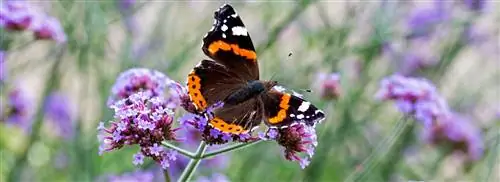 Считаете бабочек в саду? Тогда обратите внимание на это