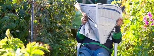 Газеты так пригодятся в саду: просмотрите 8 приложений