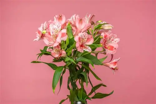 Альстромерия ария-describedby=caption-attachment-103199