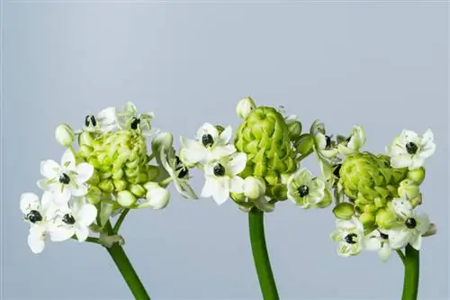 Ornithogalum