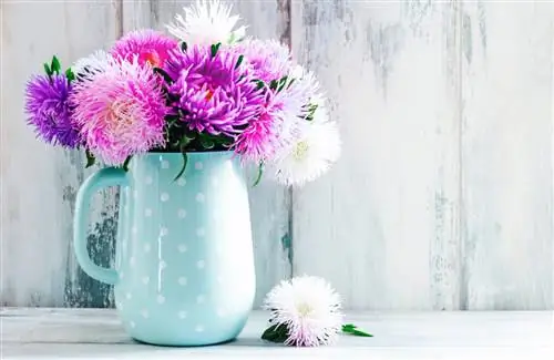 Хризантема