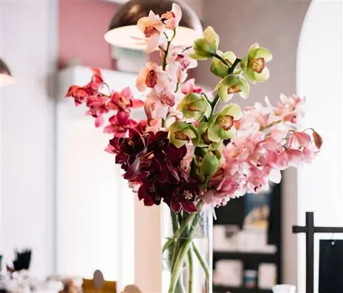 Цимбидиум орхидея