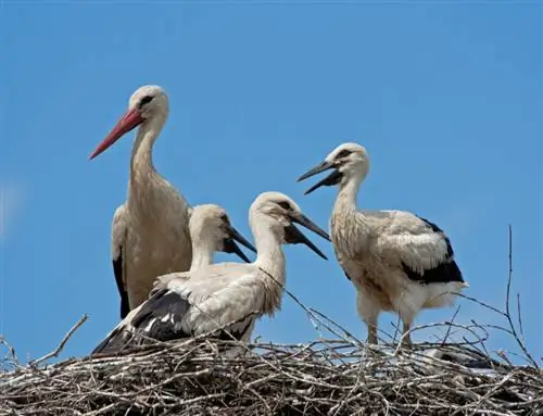 весенние аисты