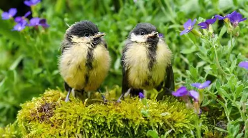 Встречайте весну с птенцами и новорожденными ягнятами