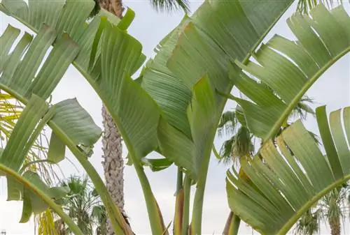 Лист стрелиции Николая