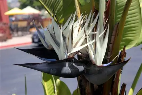 Стрелиция Николая цветет