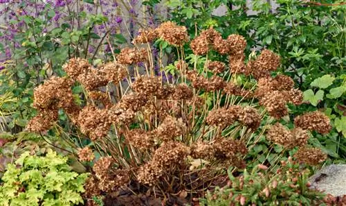 Гортензия макрофилла