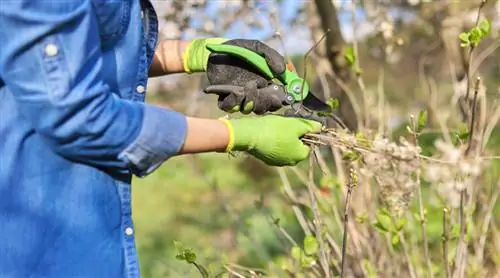 Обрезка в марте: эти садовые растения нуждаются в обрезке уже сейчас
