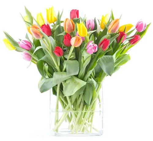 тюльпаны в бутоне