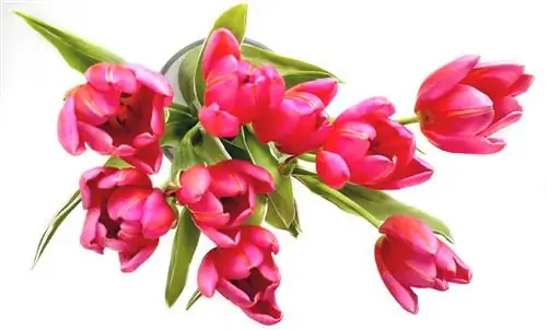 тюльпаны цветущие