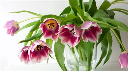 Тюльпаны: так они прослужат дольше, и вы не будете висеть