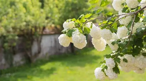 Совет 21: снежный ком (калина), легкий кустарник