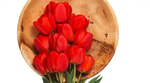 Печенье с тюльпанами от Роберта ван Бекховена