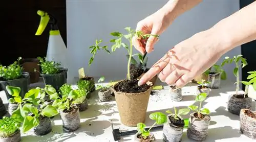 Уход за рассадой, пересадка и закаливание, смотрите наши советы