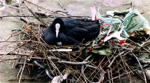 Почему лысухи используют пластик в своих гнездах? Помогите Naturalis найти ответ