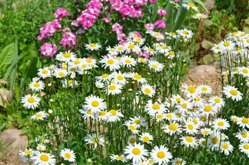 обыкновенная маргаритка