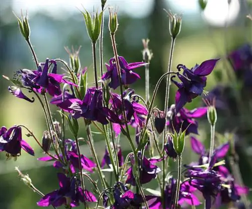 дикий водосбор