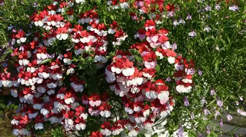 Совет: 27: Nemesia strumosa, вы знаете этот красивый однолетник?