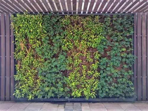 вертикальный сад