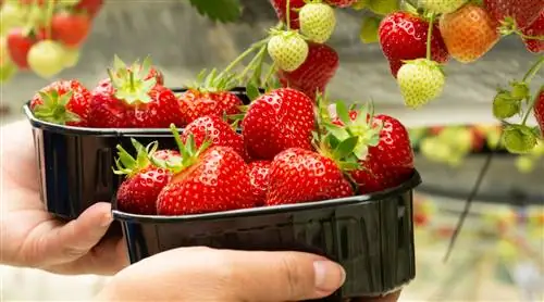 Сезон клубники начался: этот фрукт такой полезный