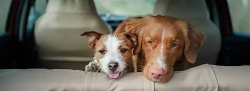 Как насчет? Собаки разрешены в машине?