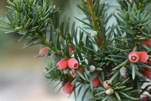 Taxus hicksii
