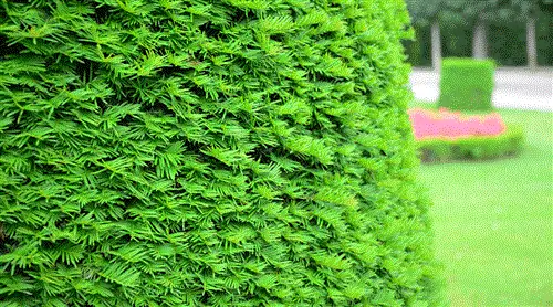 Сдайте обрезки Taxus baccata для лечения рака