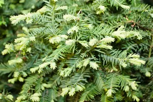 Taxus baccata