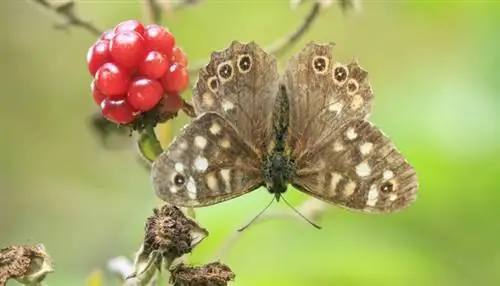 Пушистый песочный глаз