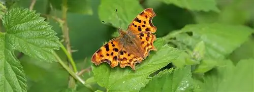 Так у вас осенью в саду тоже будут бабочки