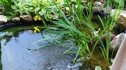 Пруд летом: как сохранить его чистым и здоровым