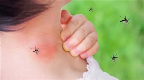 Комары досаждают? Сообщите об этом на Mosquito Radar. И советы по предотвращению неприятностей