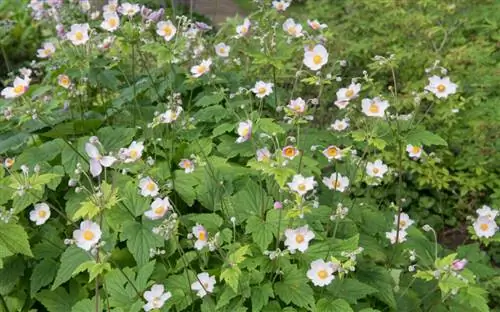 Многолетники