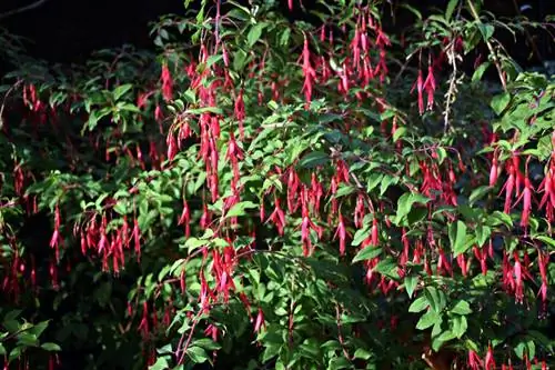 Fuchsia Riccartonii