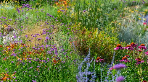 Размножают многолетники осенью отрывком, черенкованием и посевом