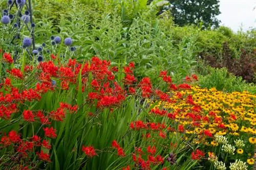 Многолетники