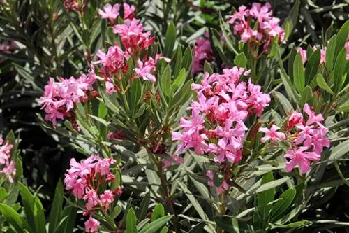 самый солнечный нериум олеандр