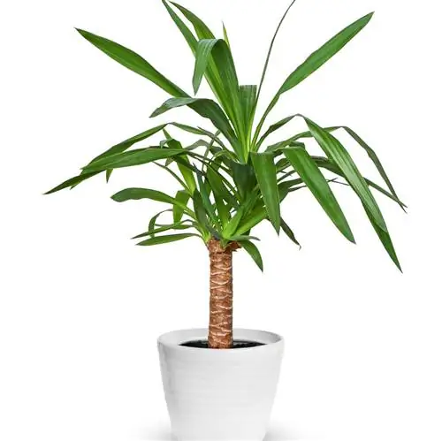 Юкка слоновая