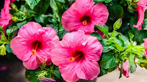 11 комнатных растений для самого солнечного места в доме