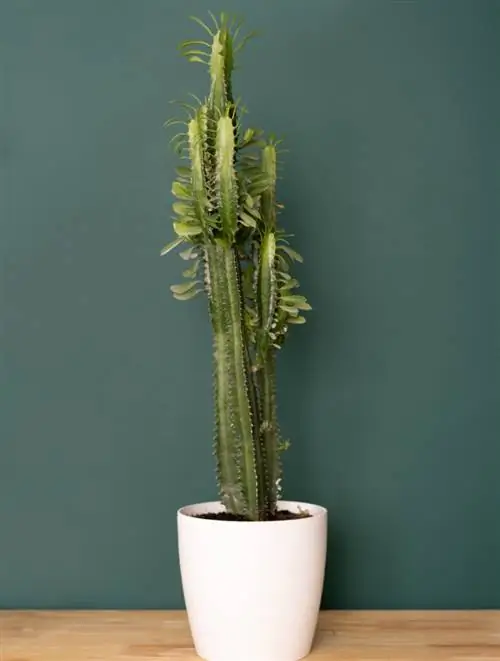 Молочай тригона