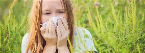 Многие жалобы на сенную лихорадку из-за пика пыльцы полыни и предупреждение о полыни полыни