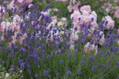 Lavandula angustifolia Lavandula angustifolia