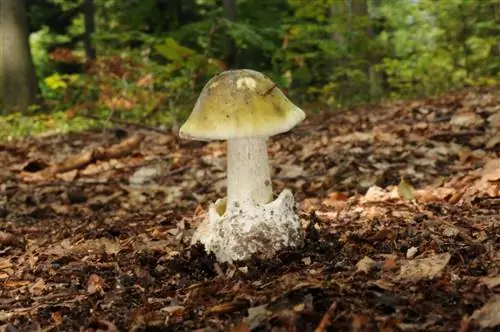 зеленый бугорчатый манит