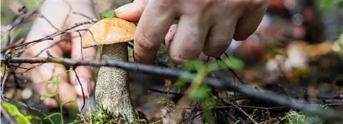 FridgeCoach Сабина Лейтен о еде из леса и (не)съедобных грибах