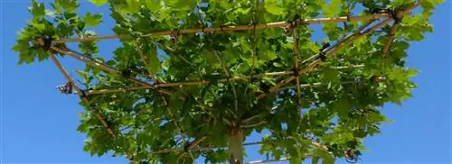 Платан пора подрезать, но остерегайтесь раздражающей пыли