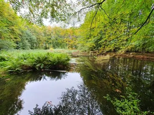 Водоток лес