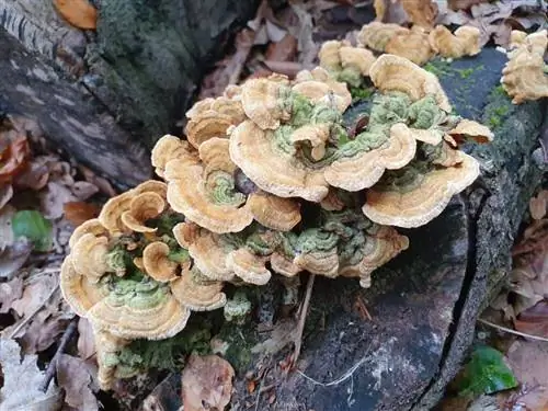 Водоток лес